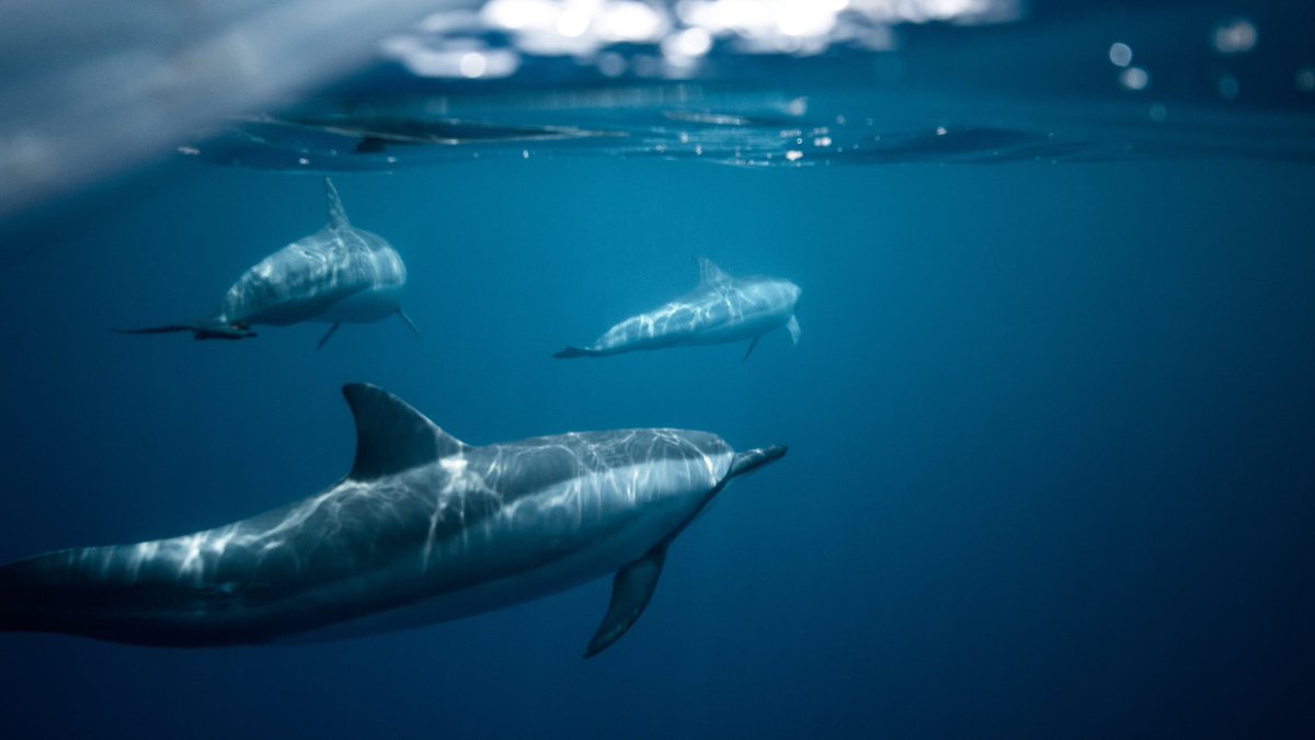 The Stench of Urine in School Washrooms - A Fresh Approach - mailchi.mp/f8c3b69c6f5b/e…