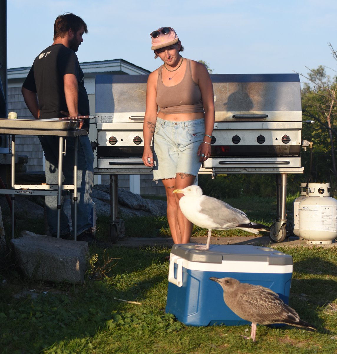 Gulls are just part of the team on Appledore