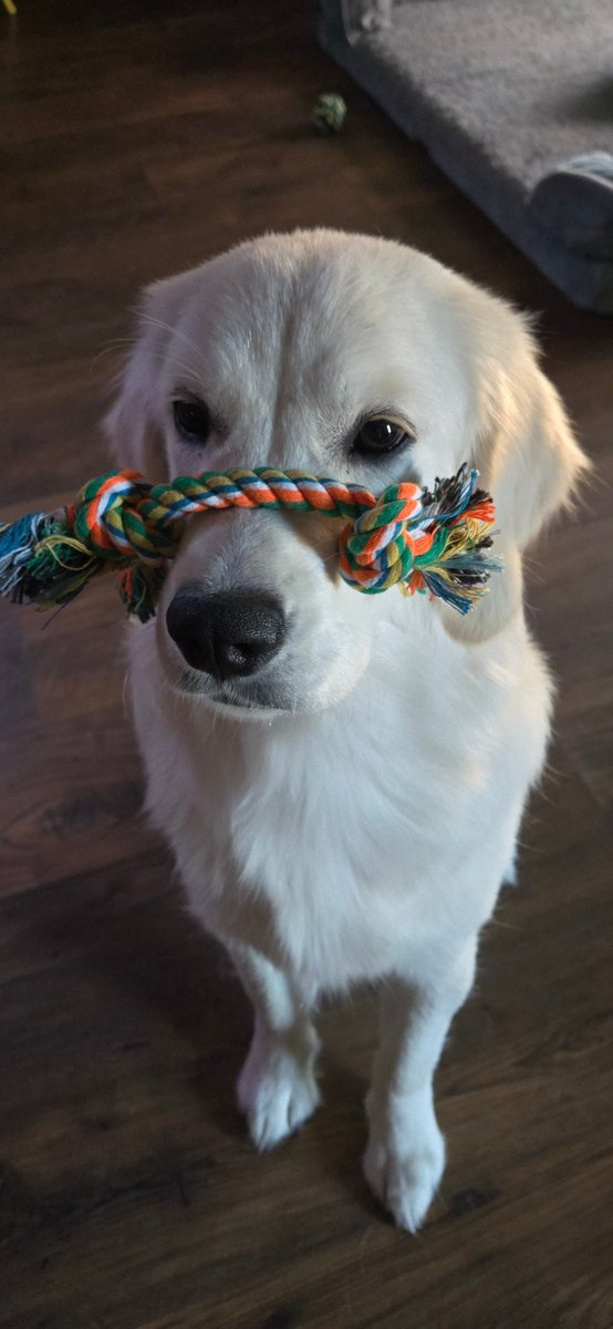 LoriesTweets's tweet photo. I got a new tug toy from Mama! Thank you @PackLeashes #mischievousmarina #ECGR #Puppylove https://t.co/Pshbbzvq4o