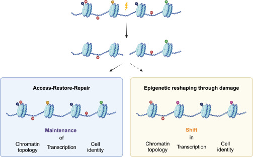 Dynamic histone modification patterns coordinating DNA processes dlvr.it/THSzk5