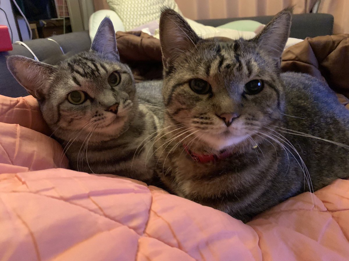 兄弟揃ってお家でぬくぬくしています。