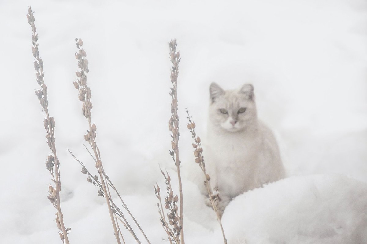 sydwrite's tweet image. "Iris in Snow", photography, by Sandra Dalton
sandradaltonphotography.com 

#catphotography
#snowphotography
#wabisabi
#tnrworks
#feralcats