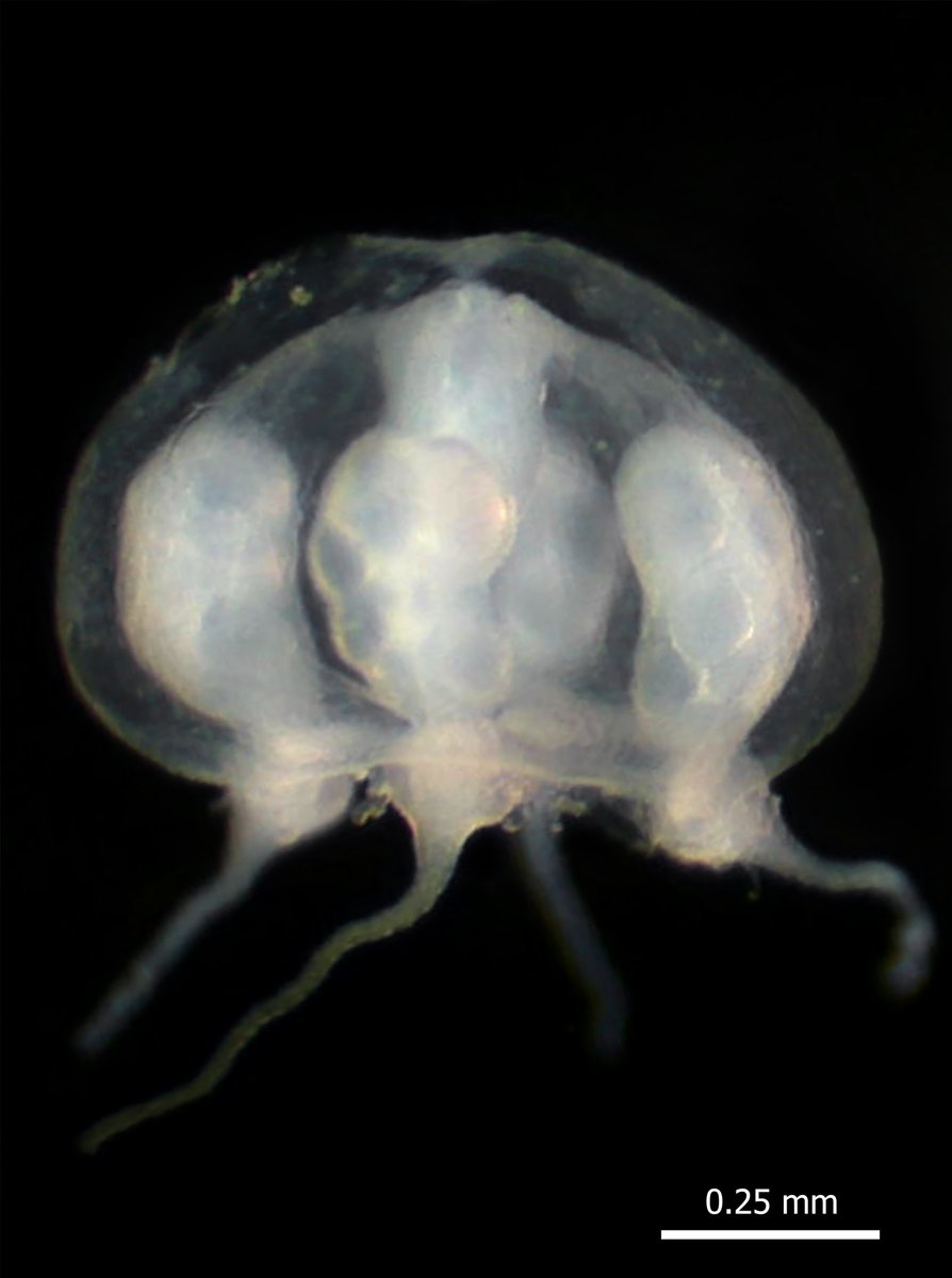 BioDataJournal's tweet photo. The presence of two hydromedusae species, Eucheilota duodecimalis and Eutonina scintillans, is reported in Colombia for the first time: https://t.co/tN5sTiYotK

#biodiversity #ecology #invasivespecies https://t.co/qsoM6UdAVE