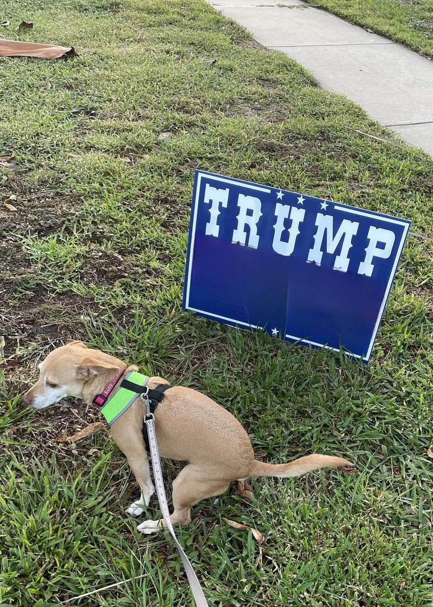 Le chien de Biden avant de quitter la Maison Blanche.