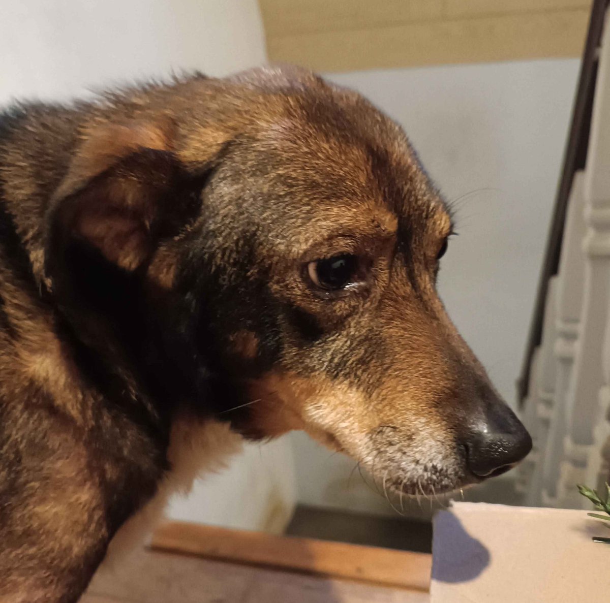 Hi! I'd like you to meet my nervous wreck of a dog Luca. Luca's been suffering from allergies, infections and a tumor. I'd like to try raising some money to help my dad cover the vet costs. The goal will be €800 which covers surgery and some medicine. Ko-fi link is below!
