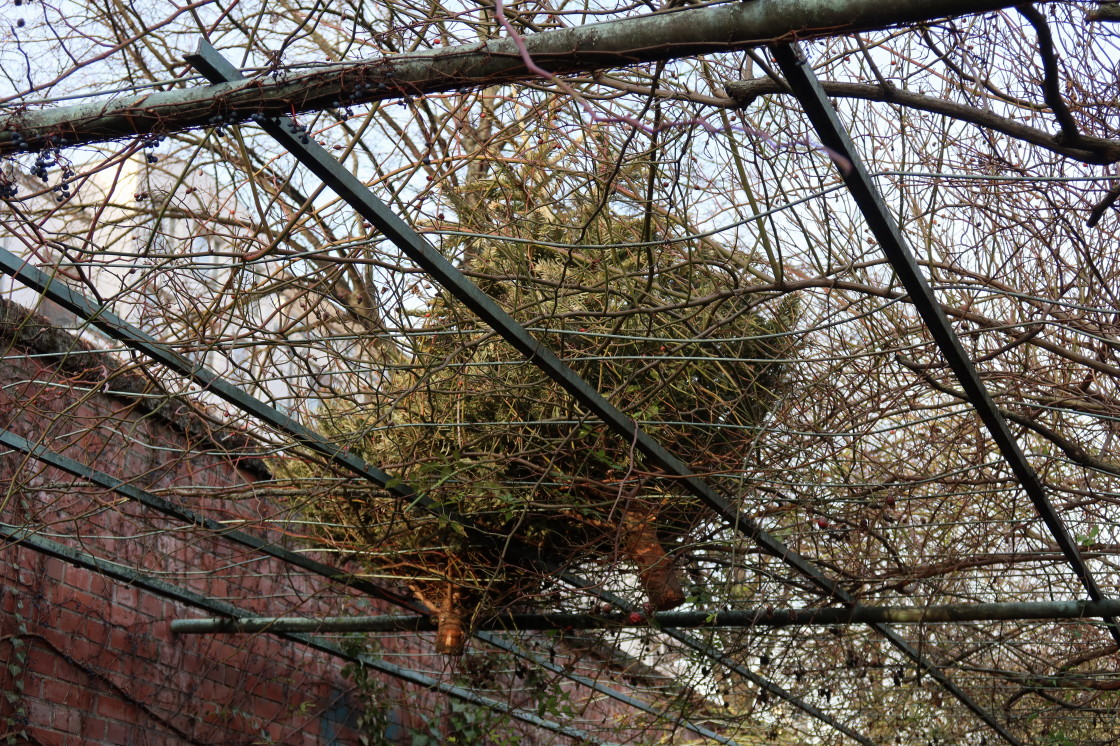 LuisenstadtF's tweet image. Falls Sie am #Engelbecken sind, sollten Sie immer schön nach oben schauen. In den #Pergolas über den Wegen wurden mindestens vier #Weihnachtsbäume abgelegt. An anderen Stellen liegt Kleidung, div. anderer Abfall. Ich empfehle, dort einen Helm zu tragen. #Berlin #Mitte