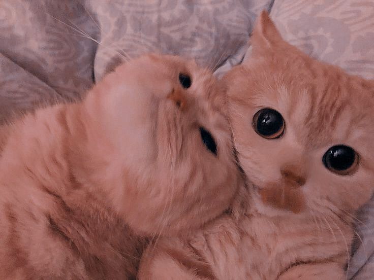 cute orange cats.