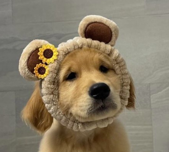 BestDogContent's tweet photo. @dog_rates If bravery had a face, it would look like Dunkin in his bear ear headband. https://t.co/kMn8s1SGWX