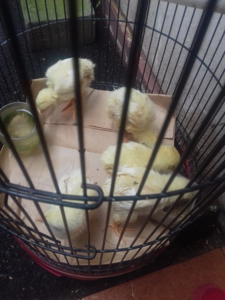 itsyuliayu's tweet photo. Beberapa anak ayam, moga awet https://t.co/6m8Ax7yGTi