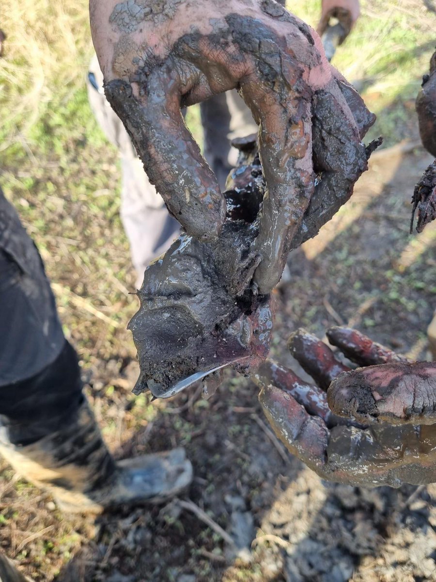 El projecte PaleoBarcino col.labora amb aquets estudi sobre configuració del litoral de la plana d'Alcanar per relacionar els seus canvis amb l'ocupació del Ferro al Montsià. De moment, s'han recuperat fins a 3 m de sediments orgànics adients per als estudis paleoambientals