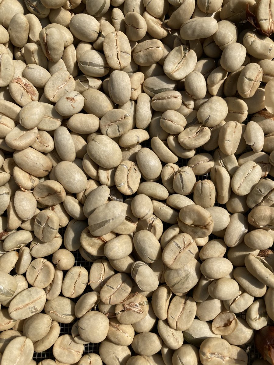 JacintoVallarta's tweet photo. Hay cafecito disponible. 

-Proceso lavado
-Proceso enmielado 
-Proceso natural

Soy pequeño productor de café mexicano. 

Y también puedo ser tu dealer de café. 

Pedidos e información por mensaje. https://t.co/We5adnya0z