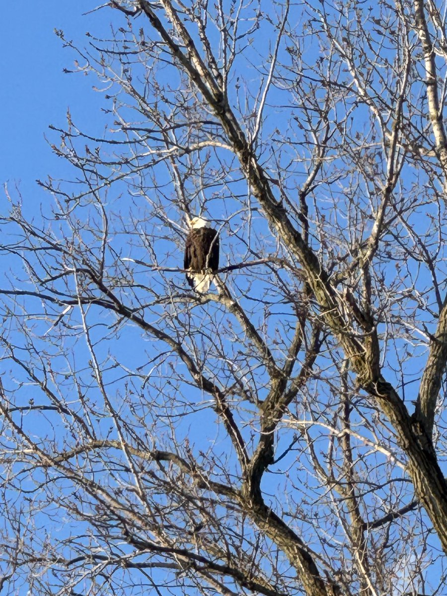 This majestic eagle was overlooking the field near River Rd. and Radnor Rd. In Delaware County this morning.