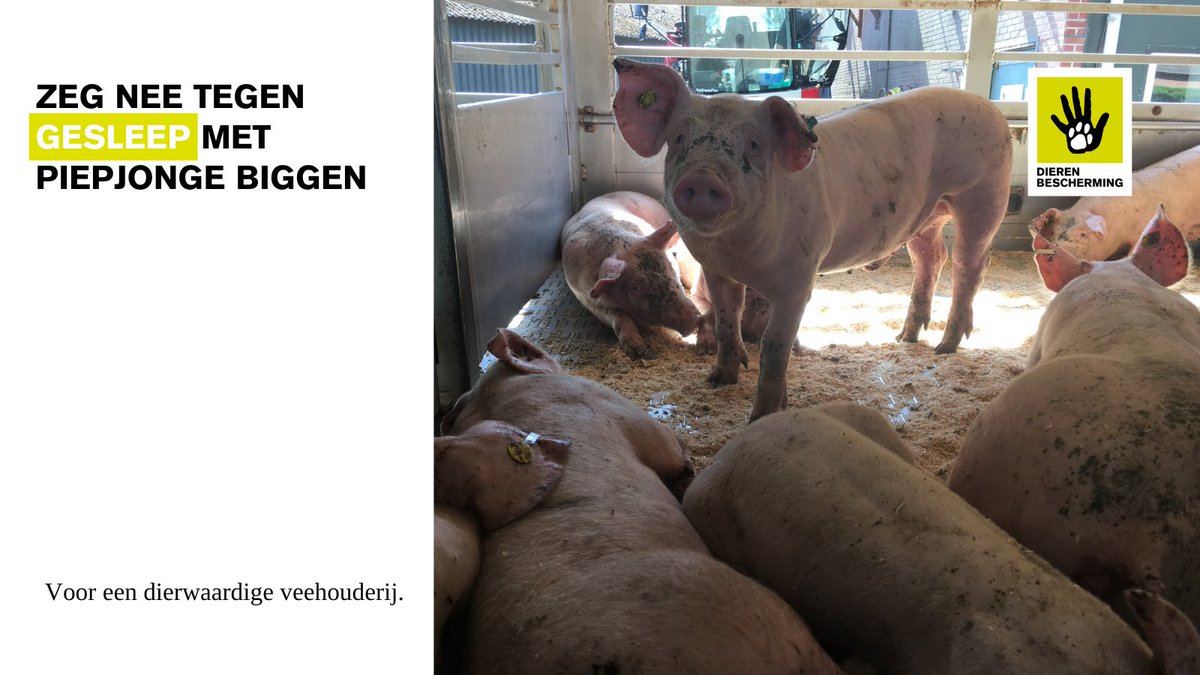 <a href="/Eyes_on_Animals/">Eyes on Animals</a> deed onderzoek naar het transport en de slacht van slachtbiggen. Zorgwekkende kwesties kwamen aan het licht. Vanavond duikt ook de <a href="/KvW/">Keuringsdienst van Waarde (KRO-NCRV)</a> (21.25 uur, <a href="/NPO1/">NPO 1</a>) in de wrede wereld van de slachtbig: bit.ly/3WpPhSs #speenvarken