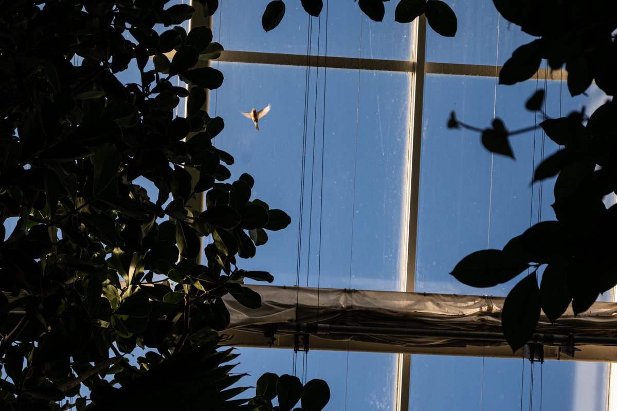 thislilalien's tweet image. Birbs at Olbrich!