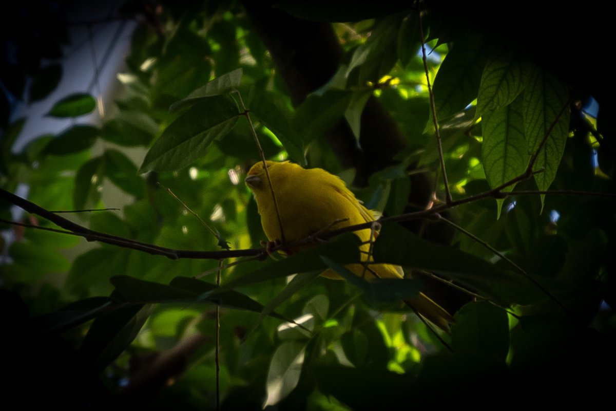 thislilalien's tweet image. Birbs at Olbrich!