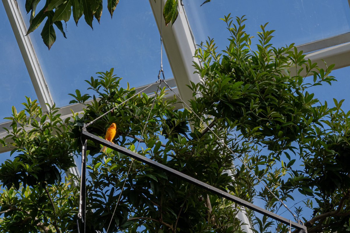 thislilalien's tweet image. Birbs at Olbrich!