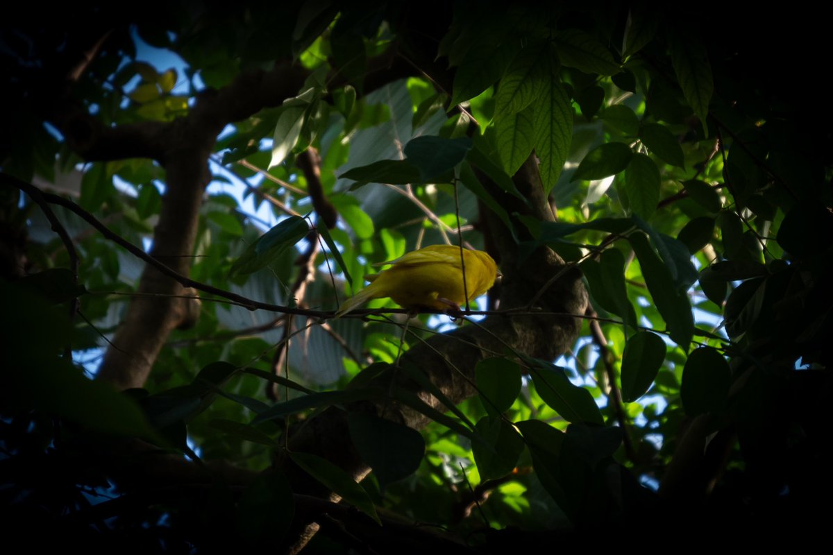 thislilalien's tweet image. Birbs at Olbrich!