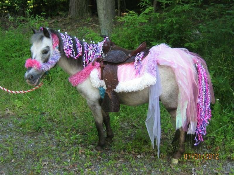 horse tweet media