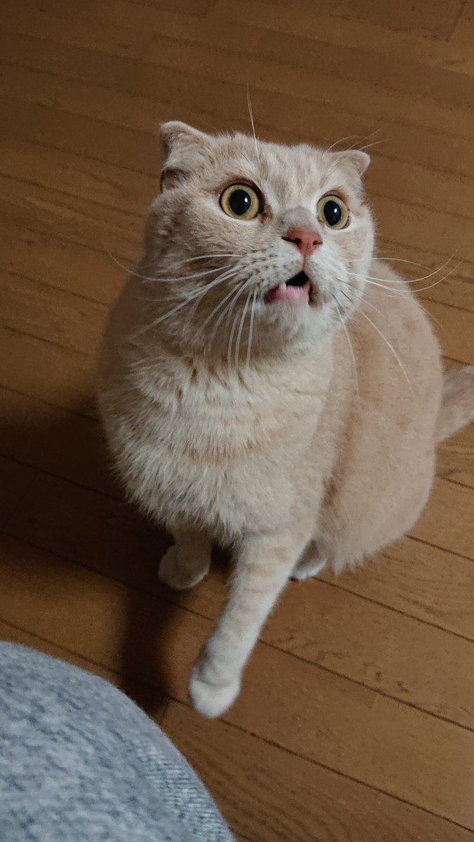 reoreoreo2000's tweet photo. ハッ！？
#猫 #スコティッシュフォールド https://t.co/mkHyBqohWN