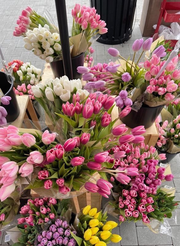 heart_jpg's tweet photo. obsessed with tulips https://t.co/3ONW1Hm9IX