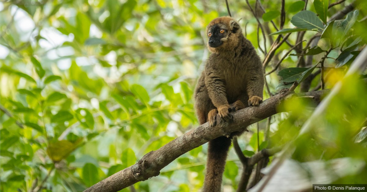 Thanks to $8.56M in funding from <a href="/theGEF/">Global Environment Facility (GEF)</a>, the new 5-year #BioTAct project will protect threatened species, restore habitats, and involve local communities in #conservation in Madagascar.

bit.ly/3WmbEZe

<a href="/IUCNsos/">IUCN Save Our Species</a>