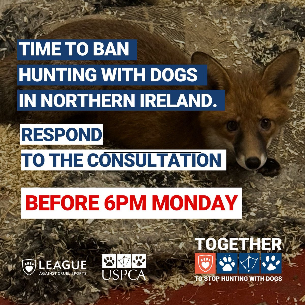 USPCA_Official's tweet image. 🚨 6 HOURS LEFT! 🚨 Respond to John Blair MLA’s Bill to ban hunting wild mammals with dogs in Northern Ireland by 6PM today! 

🔗Need help? Check our guide: buff.ly/3Cgakjy 
📝 Ready to respond? Visit: buff.ly/3Cjgxv7 

ACT NOW! 

 #TimeForChangeNI #ProtectAnimals