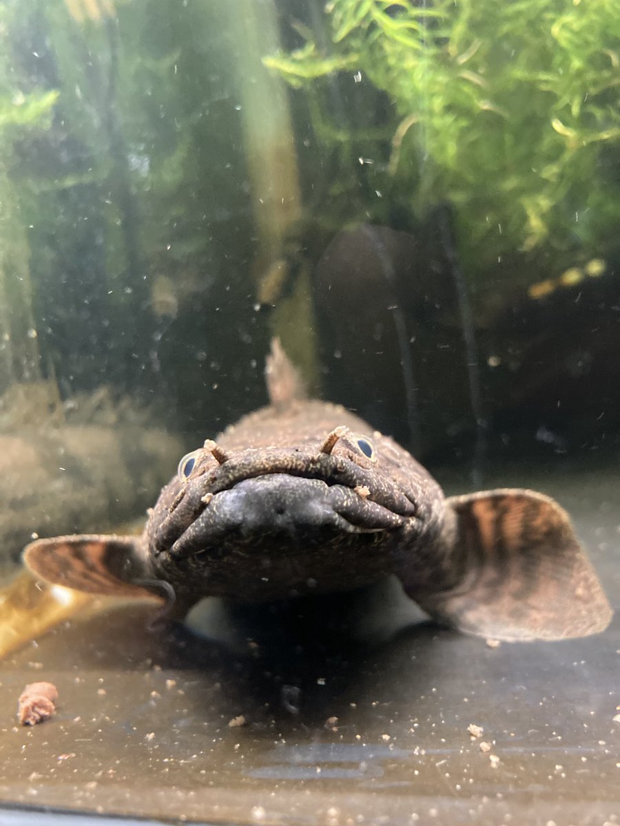ﾄﾞﾔｯ