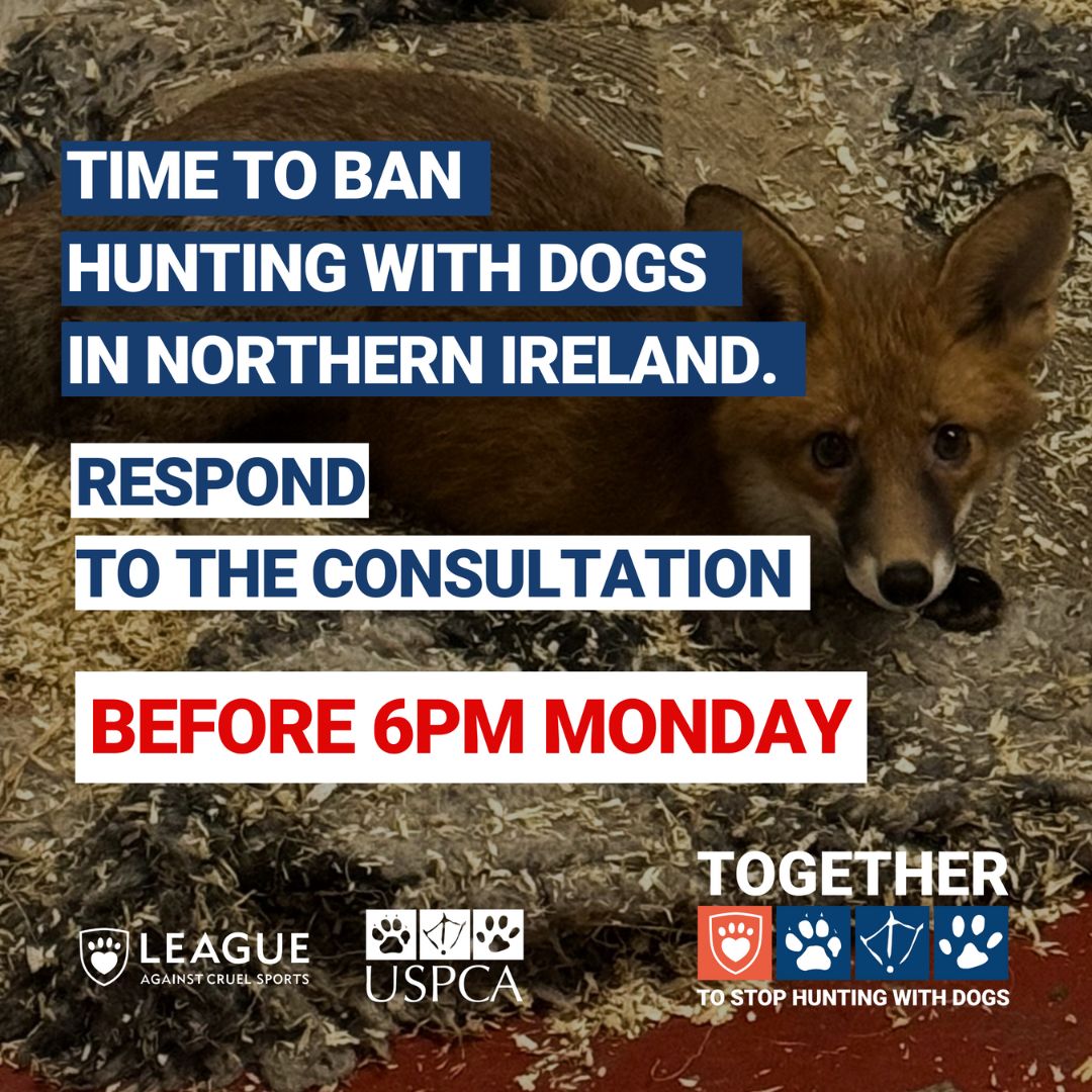 LeagueACS's tweet image. ONLY 6 HOURS LEFT! 🚨

Your chance to respond to the consultation on John Blair MLA’s Bill to ban hunting wild mammals with dogs in Northern Ireland closes at 6 PM today!

Our quick guide: leagueacs.co.uk/hfN3m
Respond: leagueacs.co.uk/2tjJ9

@USPCAOfficial #TimeForChangeNI