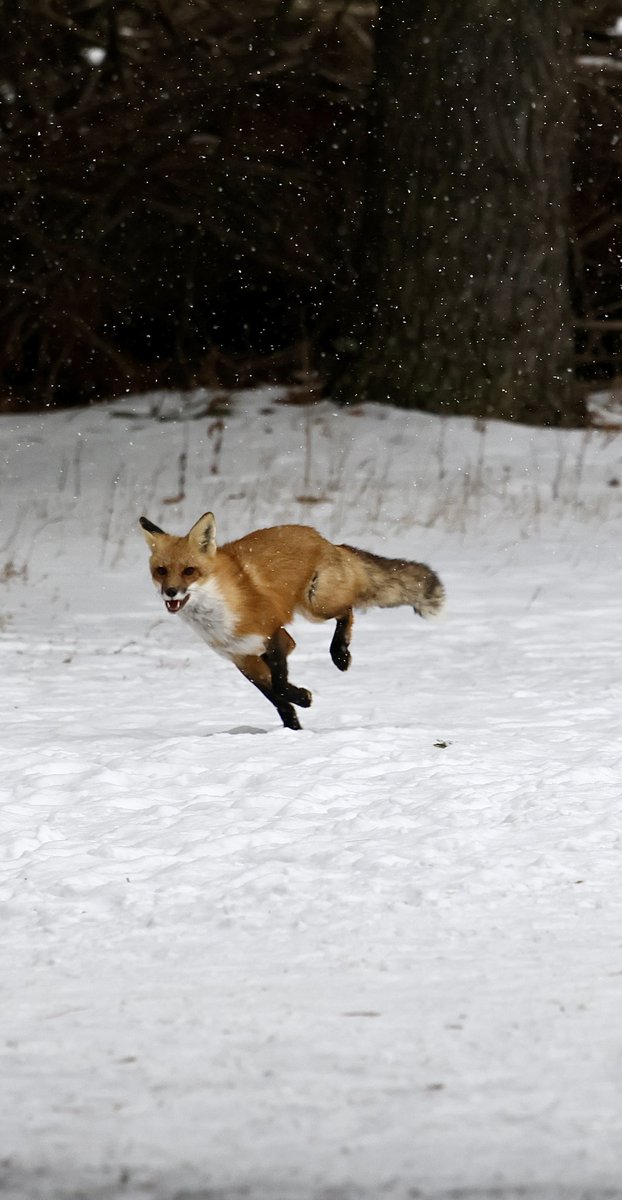 displacednewfie's tweet photo. When you are on trail looking for an 🦉and you see a flash of colour in the corner of your eye 🦊. 
This fox was flying to its next spot.
#foxontherun #ShareYourWeather @ThePhotoHour @weathernetwork https://t.co/H1P4WwmzSy