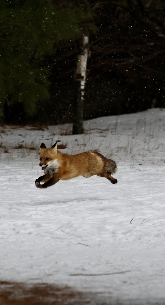 displacednewfie's tweet photo. When you are on trail looking for an 🦉and you see a flash of colour in the corner of your eye 🦊. 
This fox was flying to its next spot.
#foxontherun #ShareYourWeather @ThePhotoHour @weathernetwork https://t.co/H1P4WwmzSy