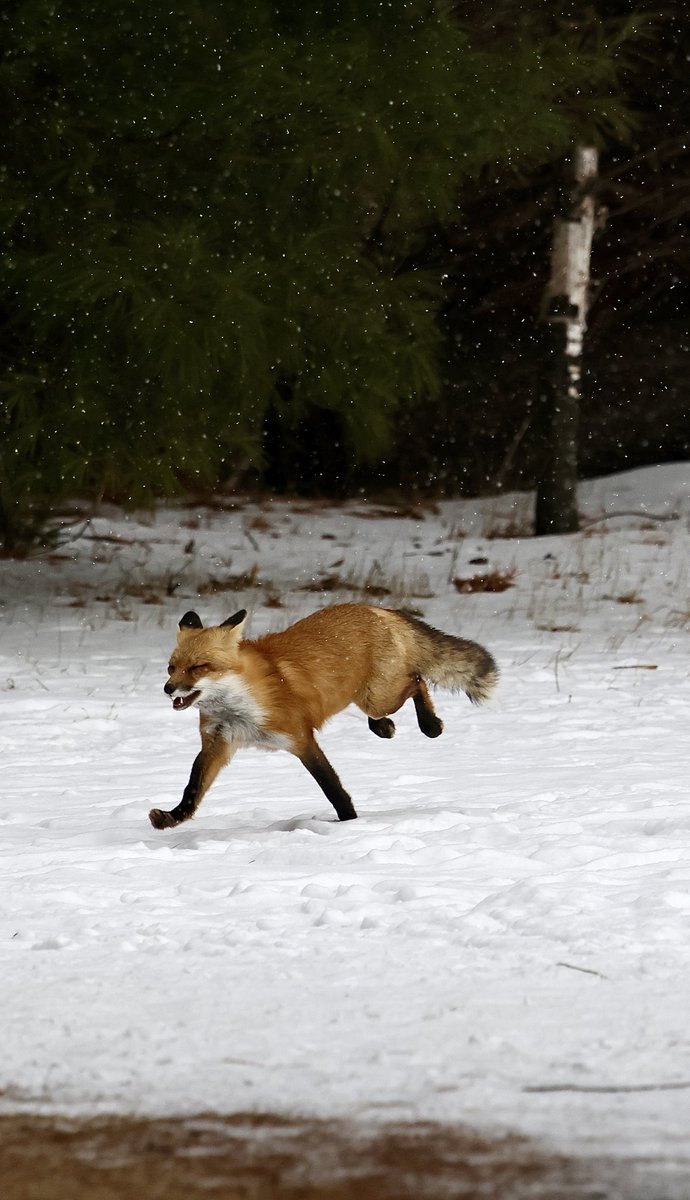 displacednewfie's tweet photo. When you are on trail looking for an 🦉and you see a flash of colour in the corner of your eye 🦊. 
This fox was flying to its next spot.
#foxontherun #ShareYourWeather @ThePhotoHour @weathernetwork https://t.co/H1P4WwmzSy