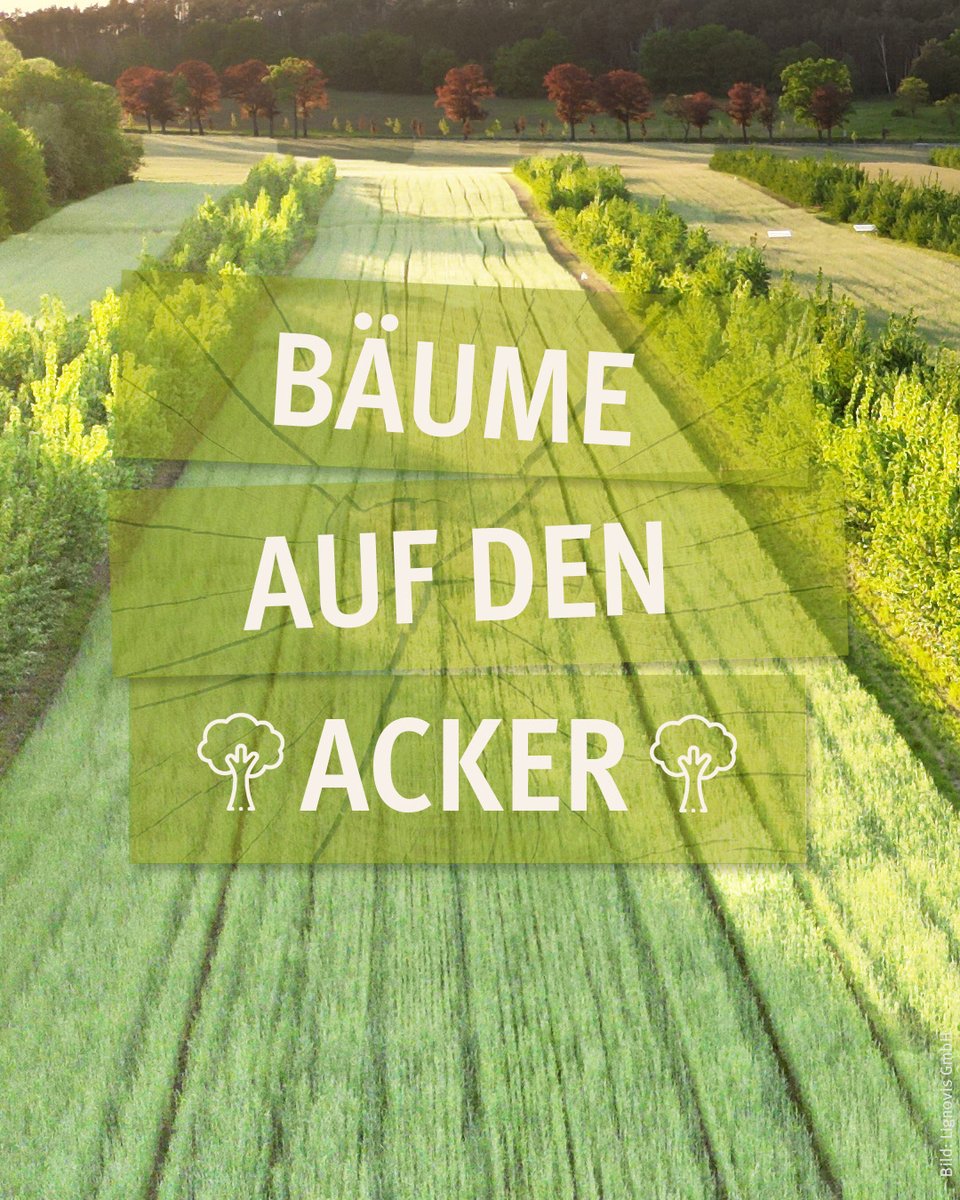 5 neue Lernorte für die #Agroforstwirtschaft fördert @bmel. Infos dazu &amp; zu Förderprogrammen f. d. Neuanlage v. Agroforstsystemen in Bayern, MV, Sachsen und LK Wolfenbüttel auf unserer Themenseite: pflanzen.fnr.de/industriepflan… #Pappeln #Weiden #Agrarholz #Biodiversität