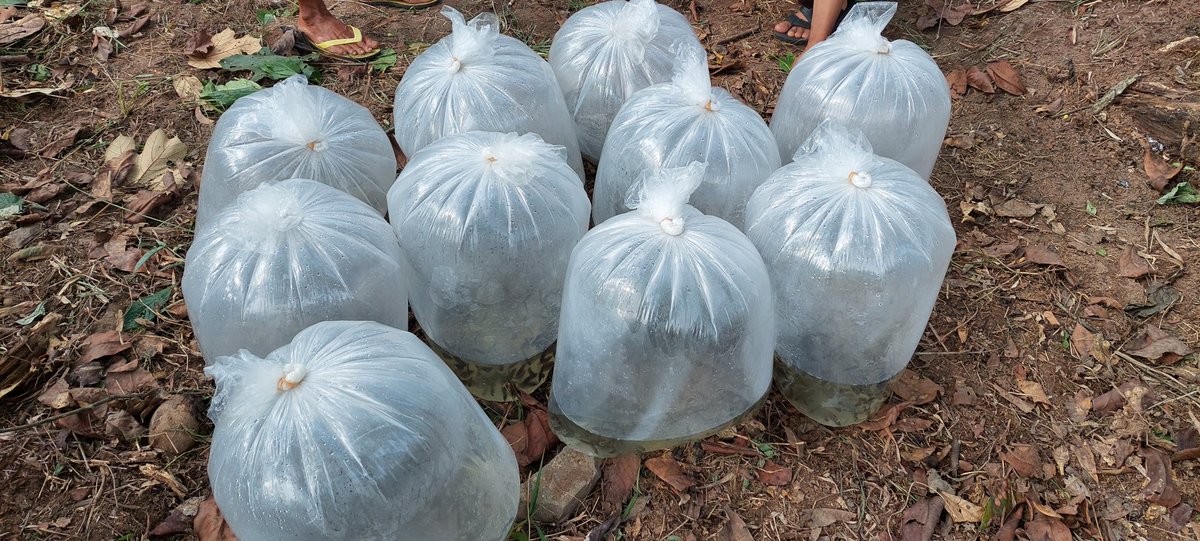 dodirahmad's tweet photo. Senin (20/01/2025), Dodi Rahmad A, S.Pi, Luhkan Kab. Lampung Selatan. Mendampingi UPR Mina Sejahtera di Ds. Sinar Karya Kec. Merbau Mataram, Melakukan Panen Benih Ikan Lele sebanyak 10.000 ekor, Uk. 3-5 cm harga Rp. 125,-/ekor.
#GiatLuhkanSatminkalBRPPUPP 
#luhlapor 
#Panen https://t.co/UDb9aJUZbm