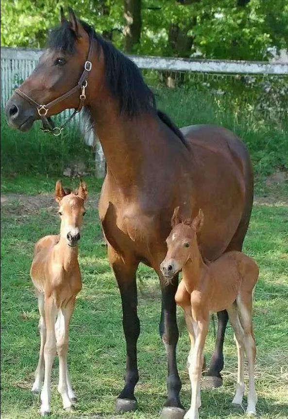 IF YOU LOVE Animals' LEAVE A RED HEART🐴💞