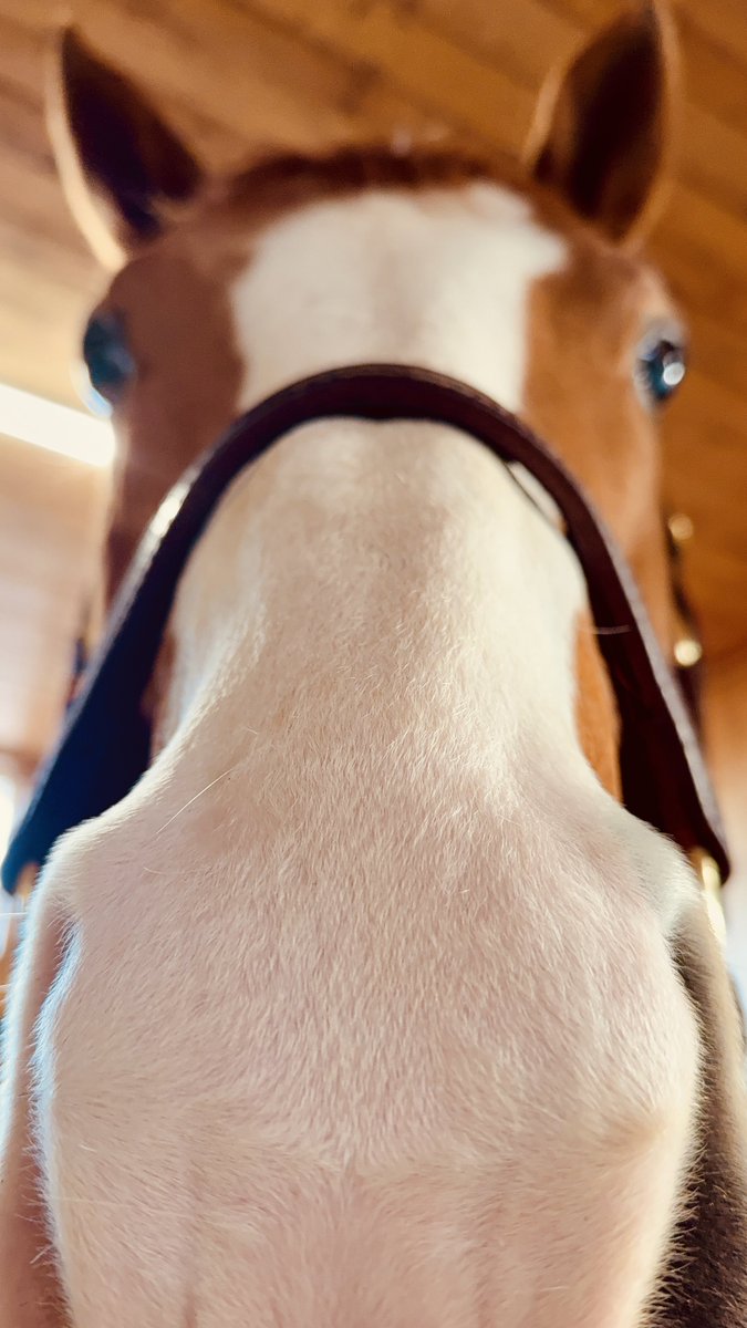 【ピント爆死】
ピント爆死でも可愛さが突破してくるパーやん

#ピント爆死
#パールシークレット
#可愛さが突破
#エクレアピンクカラー
#パーやんの過剰供給
#馬 #競馬 #種牡馬
#アロースタッド