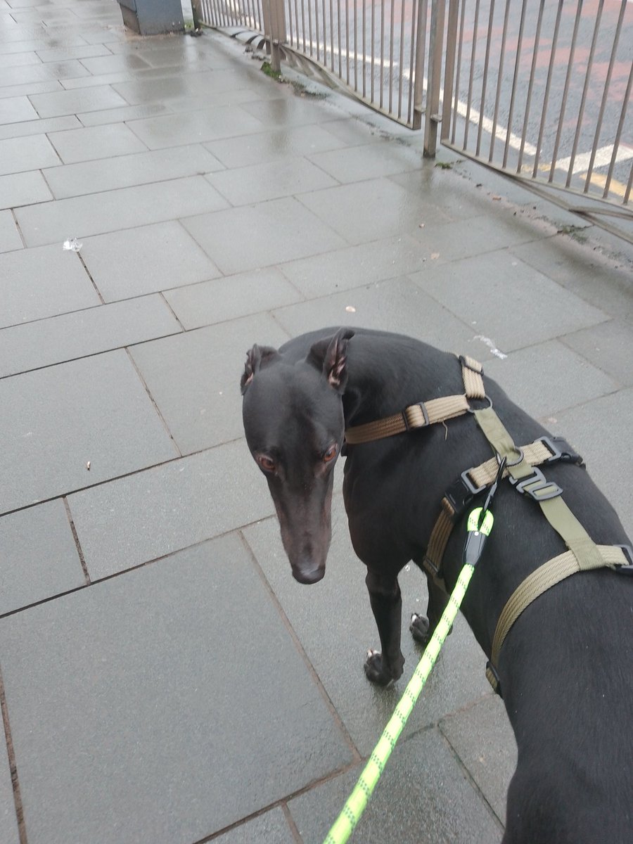 Hi frens! I went big big walkies today!! All the way to ruggy!!;