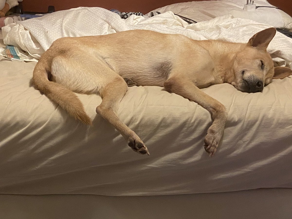 ballsapling's tweet image. I miss my boy sm!! Trying desperately to find a way I can live with him soon but it’s so hard😔😔😔