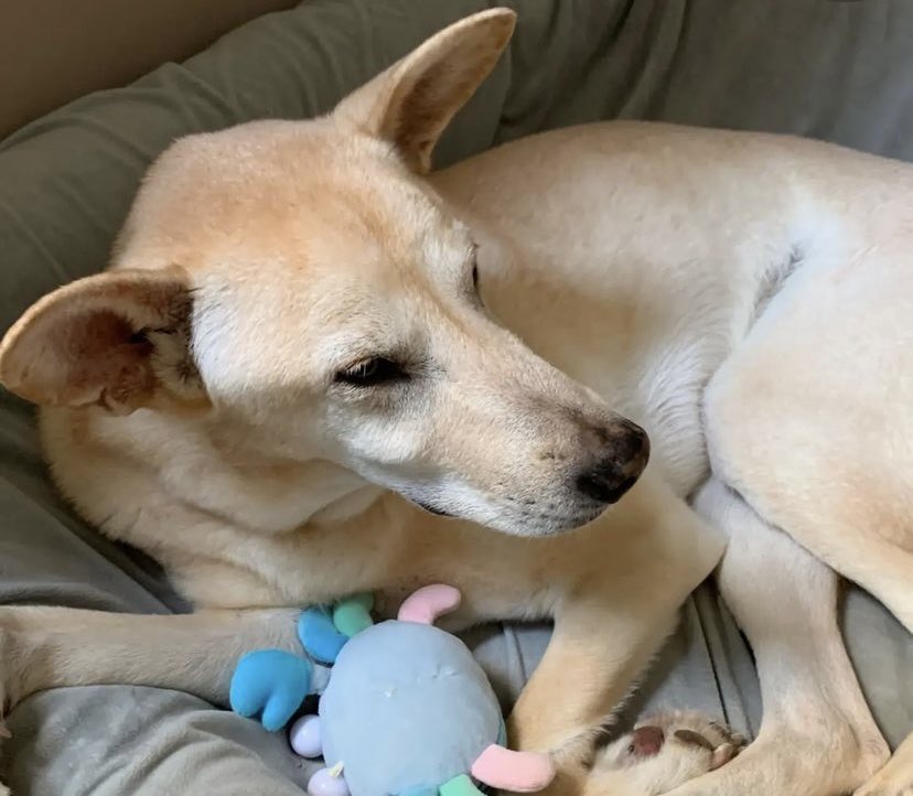 ballsapling's tweet image. I miss my boy sm!! Trying desperately to find a way I can live with him soon but it’s so hard😔😔😔