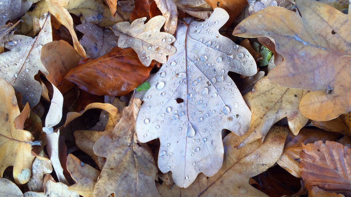 Amazing job opportunity with @WTScotsocial: Head of Estate and Programmes - Scotland. Find out more:

buff.ly/4higz5s