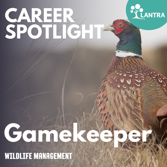 Gamekeepers look after and manage game and habitats on country estates or for government agencies. They work outdoors in all weathers, often alone, focusing on all aspects of game keeping and wildlife management.
To learn more about this role visit - lantra.co.uk/careers