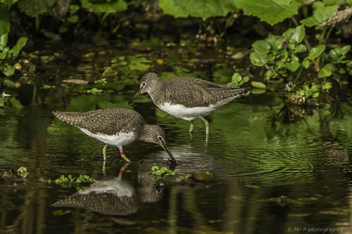 kenandlindasmi2's tweet image. Ken will be talking about his long running study of Green Sandpipers at Lemsford Springs NR at Herts Bird Club conference on 8 March. Looking forward to catching up with lots of &apos;old&apos; friends as well hnhs.org/news/2025-hert…