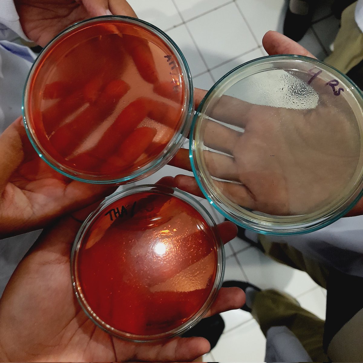 mariestdy's tweet photo. praktikum bakteriologi today ⋆. 𐙚 ˚ https://t.co/TGLJxNr46K