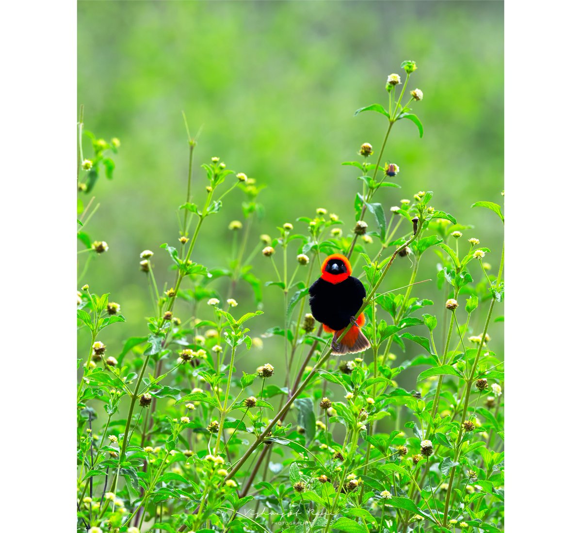 visranewildlife's tweet photo. A vibrant Red Bishop perched gracefully, its striking colors a testament to nature's artistry.

#redbishop #wildlifephotography #birdsofinstagram #naturelovers #birdwatching #wildlifelovers #africanbirds #naturephotography #bird_perfection

@BirdPOTY @NatGeo @WildlifeMag https://t.co/wQCMlVjs6e
