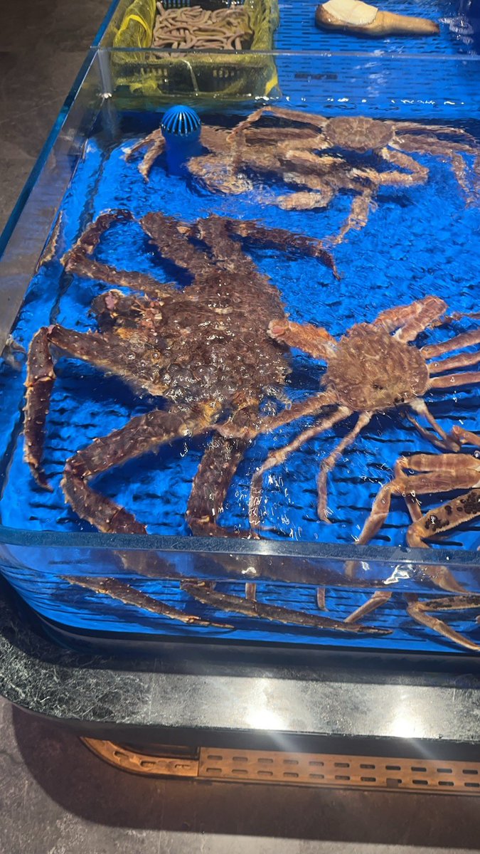 刘可儿🇨🇦 tweet media