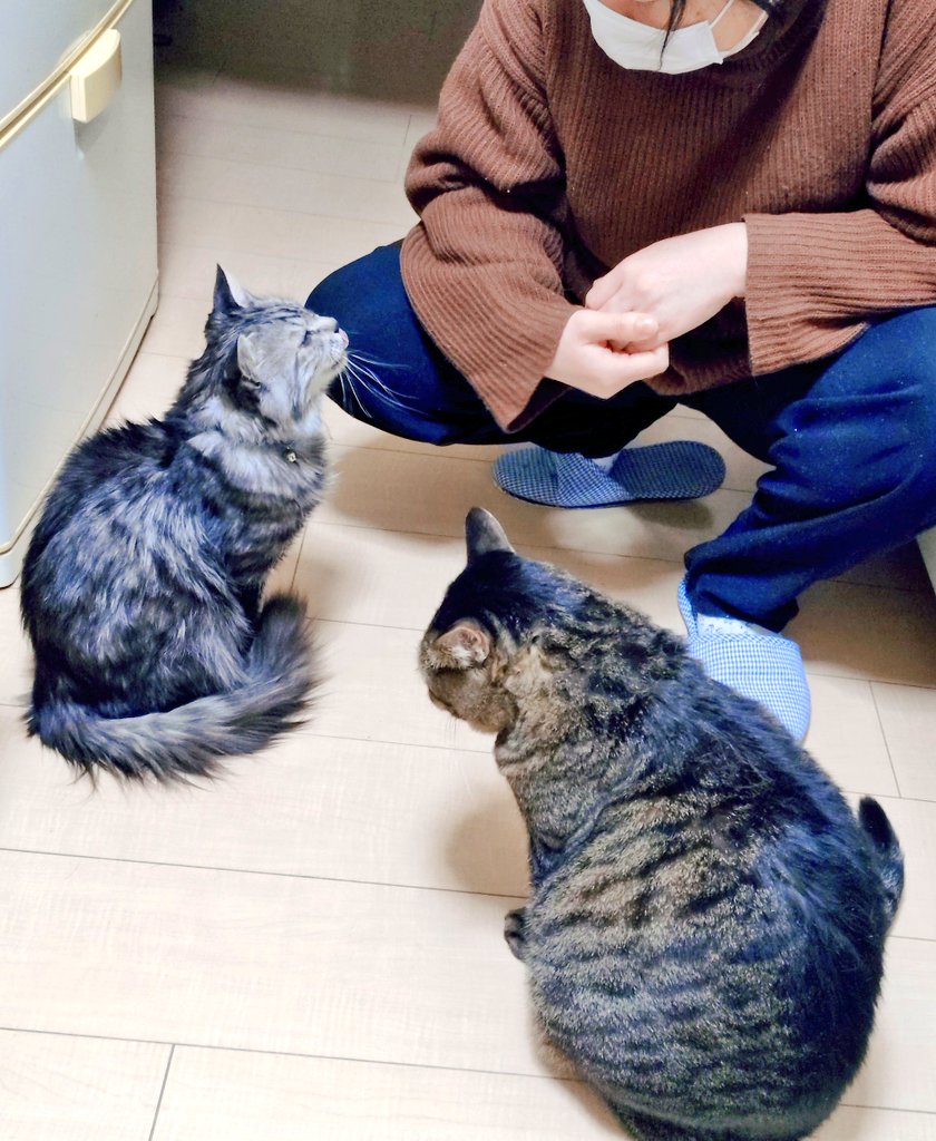 kaoruo1111's tweet photo. まあ、一人づつ言い分を聞こうじゃないか👮‍♀️
#猫のいる暮らし https://t.co/9Od8kXdJjZ