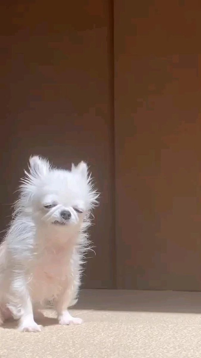 twaniimals's tweet image. Monday mood