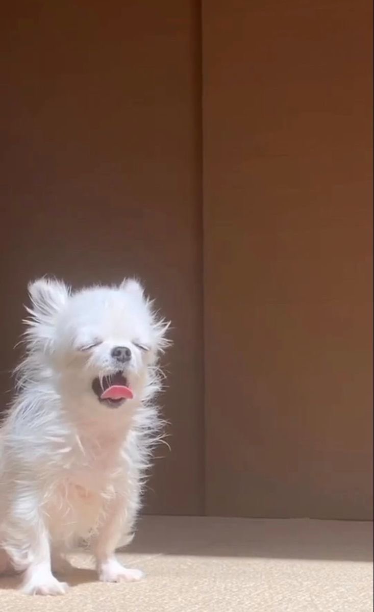 twaniimals's tweet image. Monday mood