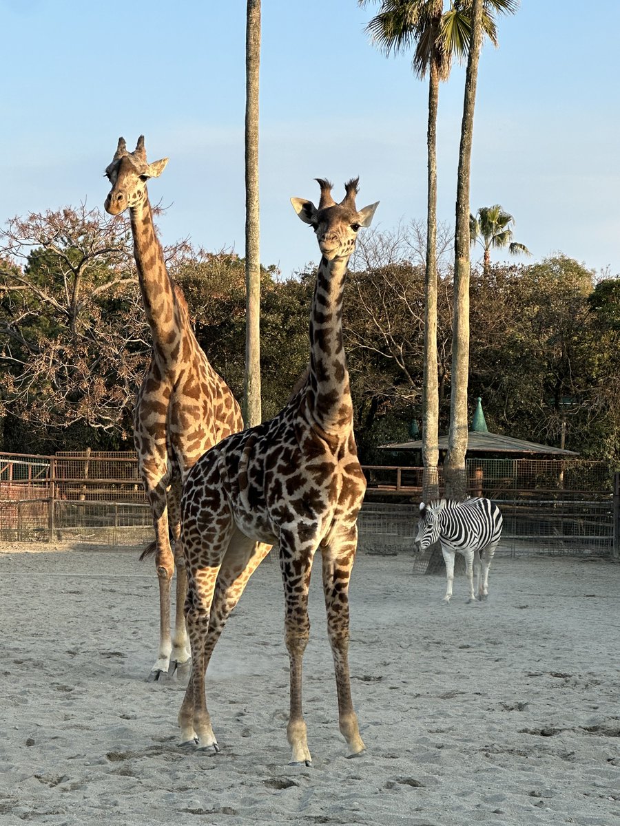 🦒 Happy Birthday 🦒 1月19日は #マサイキリン の #ヒマリ (♀)1歳の