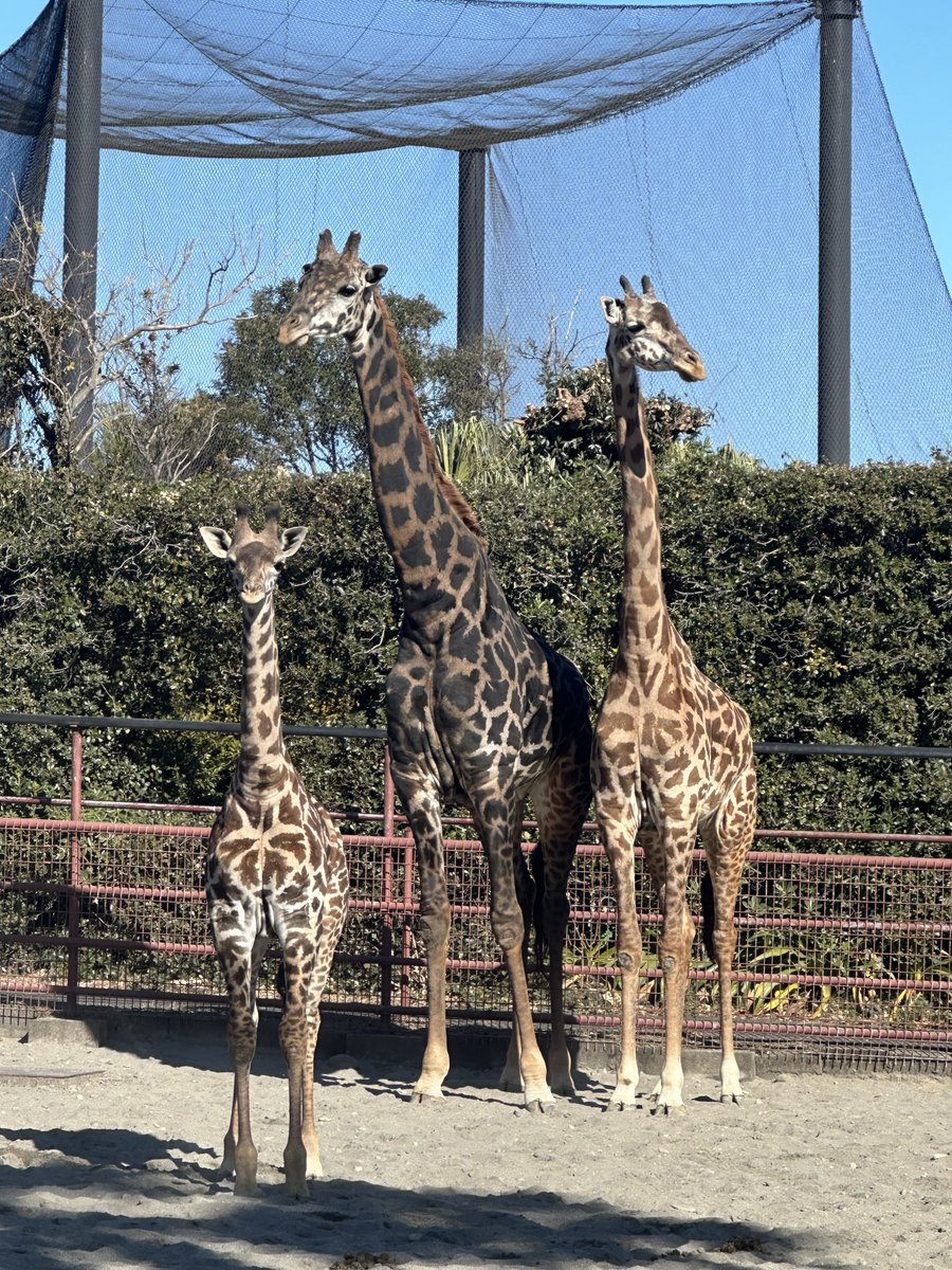 🦒 Happy Birthday 🦒 1月19日は #マサイキリン の #ヒマリ (♀)1歳の