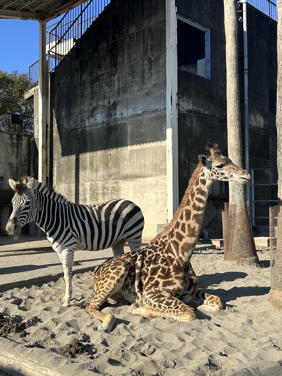 🦒 Happy Birthday 🦒 1月19日は #マサイキリン の #ヒマリ (♀)1歳の